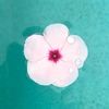 bloomstudio